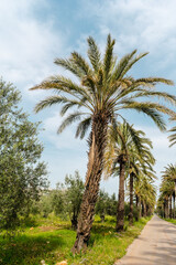Obraz premium A scenic road lined with tall palm trees leads into the distance, surrounded by green fields and backed by a snow-capped mountain under a soft cloudy sky. Peaceful Mediterranean atmosphere.