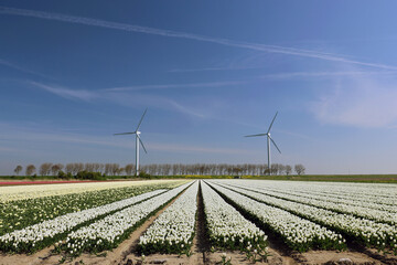 Rows of white tulips on flower bulb field