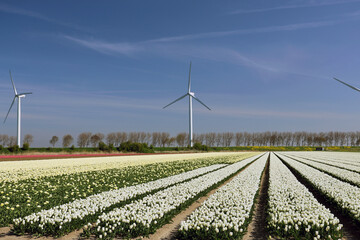 Rows of white tulips on flower bulb field