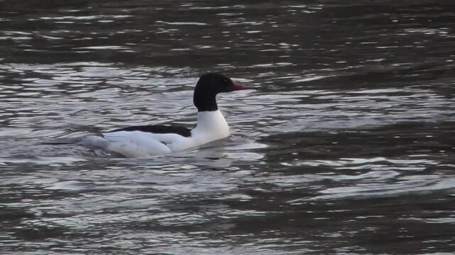 Male and Female Goosander or Common Merganser (Mergus merganser) Swimming Upstream on a River