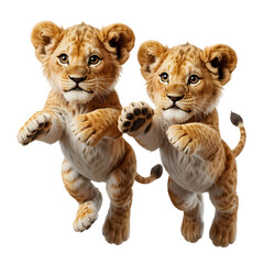 Joyful lion cubs playfully pounce, capturing wild energy and adorable innocence for your projects.
