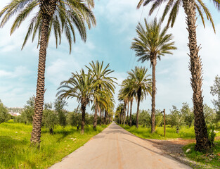  A scenic road lined with tall palm trees leads into the distance, surrounded by green fields and backed by a snow-capped mountain under a soft cloudy sky. Peaceful Mediterranean atmosphere.
