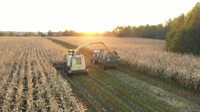 Agricultural machinery working during harvest season. Combine harvester unloading harvested corn grains into tractor trailer at sunset in cornfield. Industrial cultivation grain for livestock feed