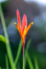 Tropical flower in the garden. (Heliconia)