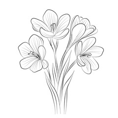 Hand draw crocus flower