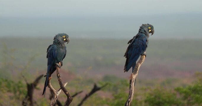 Casal de araras azuis de lear (Arara azul de lear - Anodorhynchus leari) pousadas, descansado e dormindo um pouco. Lindas araras azuis, ave amea&ccedil;ada.