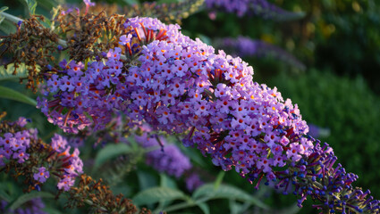 A close-up of a blooming purple butterfly bush (Buddleja) flower cluster, backlit by the warm golden light of a summer sunset