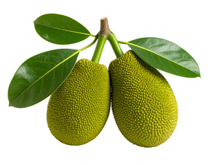 Two young jackfruits with green leaves isolated on transparent background