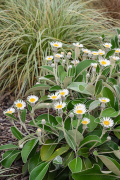 Marlborough rock daisy plant in bloom in ornamental garden with blurred background