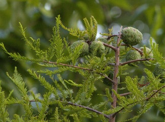 Fresh green cones growing on a feathery branch of a Bald Cypress (Taxodium distichum) in summer.