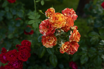 bush beautiful yellow-red roses in the garden	