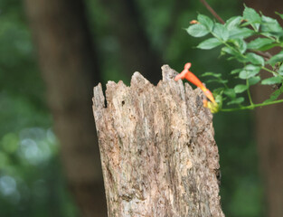 Trumpet Creeper (Campsis radicans) draped elegantly beside a decaying tree stump in a lush woodland...