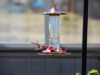 Rufous hummingbird hovering and feeding at a copper bird feeder in a backyard garden © Franz Sidney Art