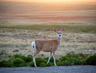 White tailed deer in Mountain West prairie at sunset, relaxing scenery, wild nature