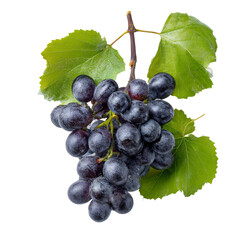 Fototapeta premium A close-up shot of a bunch of ripe, juicy grapes with leaves on a vine, showcasing nature's freshness.
