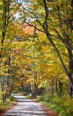 Autumn Drive With Bend in Road Ahead