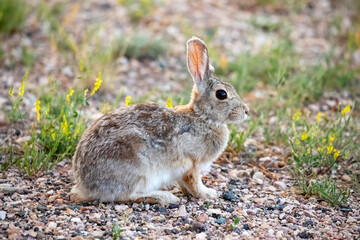 Wild rabbit profile view close up in Wyoming wild prairie