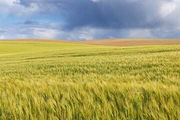 Landschaft mit Gerstenfeld im Frühling bei Rerik in Mecklenburg-Vorpommern, Deutschland. Himmel...