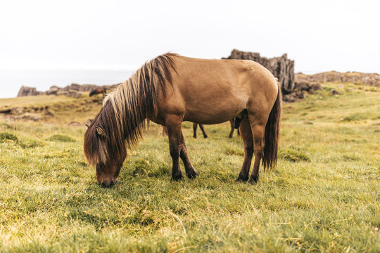 Icelandic horses grazing in a misty green meadow.
