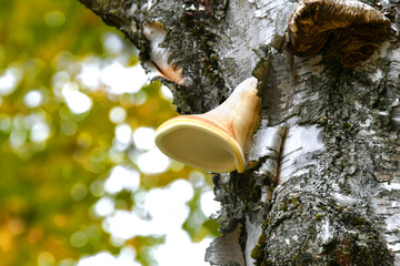 Bell Shaped Mushroom With Yellow Rim