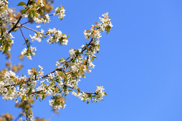 Cherry blossom branches against clear blue sky in springtime bloom