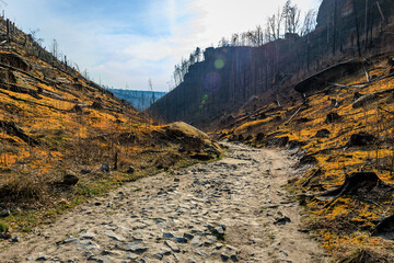 Rocky path through burnt forest landscape under clear blue sky