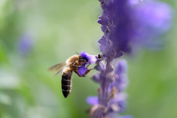 Close up of Honey bee on lavender flowers in the garden
