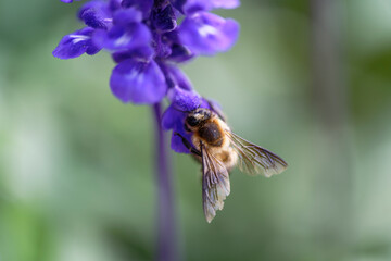 A bee sucking nectar from a lavender field