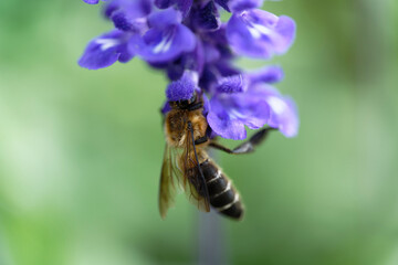 A bee sucking nectar from a lavender field