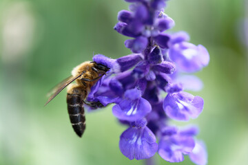 Honey bee on lavender flowers in the garden