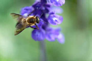 Honey bee on lavender flowers in the garden