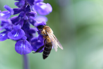 A bee sucking nectar from a lavender field