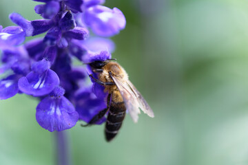 A bee sucking nectar from a lavender field