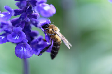 A bee sucking nectar from a lavender field