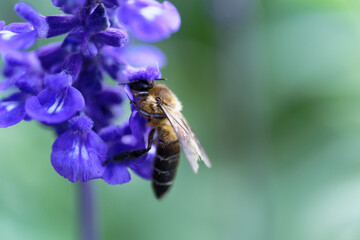 A bee sucking nectar from a lavender field