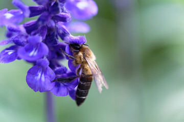 Honey bee on lavender flowers in the garden (macro shot)