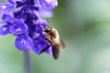 Honey bee on lavender flowers in the garden