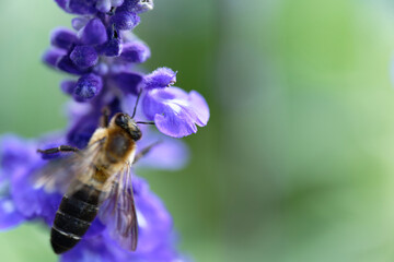 Honey bee on lavender flowers in the garden