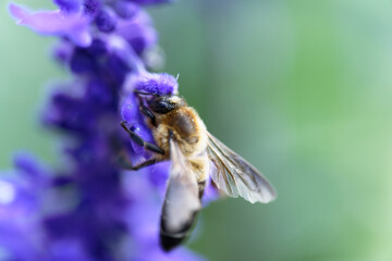 Honey bee on lavender flowers in the garden