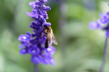 Honey bee on lavender flowers in the garden