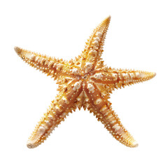 Close-up of a starfish, light beige with tan accents, five-pointed, textured surface