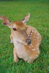 deer in Yichun, China