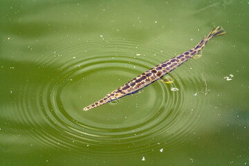Spotted Gar Swimming Underwater in Everglades National Park