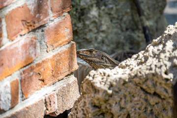 Adult Black Spiny-Tailed Iguana (Ctenosaura similis) hiding behind a rock.