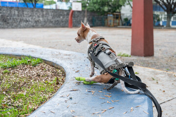 Disabled Dog Sits Calmly on Blue Bench Watching Attentively