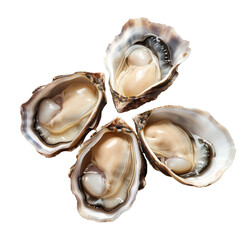 Four fresh oysters arranged in a cluster.  Each oyster shell is open, revealing a creamy-pale interior.  The shells are various shades of gray and brown