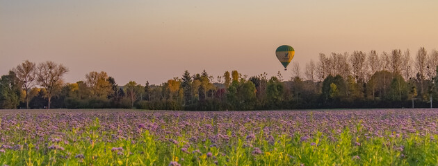 sunset in the field with a balloon 