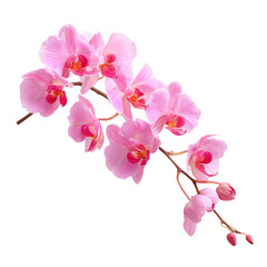 Pink orchid in full bloom against a clean backdrop. Delicate petals and vibrant colors create a stunning visual