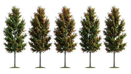 Five trees with red berries isolated on a transparent background.