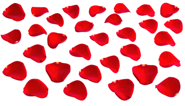 Rose petals arranged isolated on a transparent background.